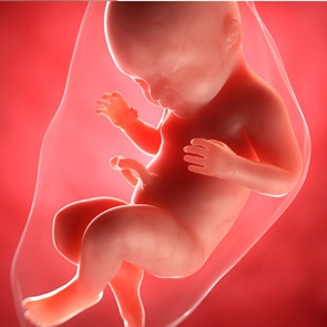 Week 38 - 40: De laatste loodjes